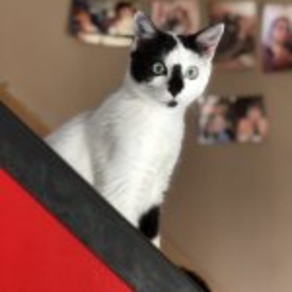 Le Chat de la semaine