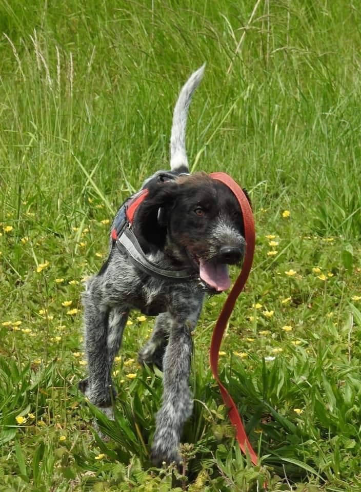 COPAIN - x griffon  4 ans  - Spa de Carcassonne (11) Copain2