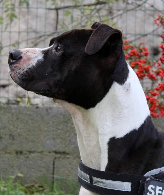 Kayser3
