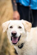 Jipsy, chien à l’adoption à la SCPA de Carcassonne