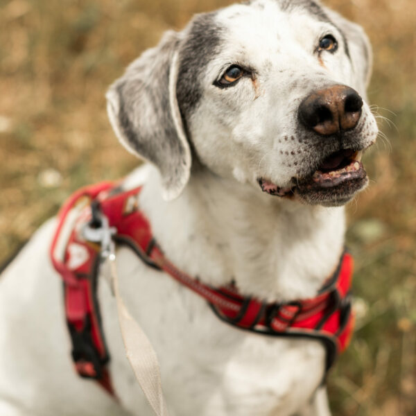 Tyson
