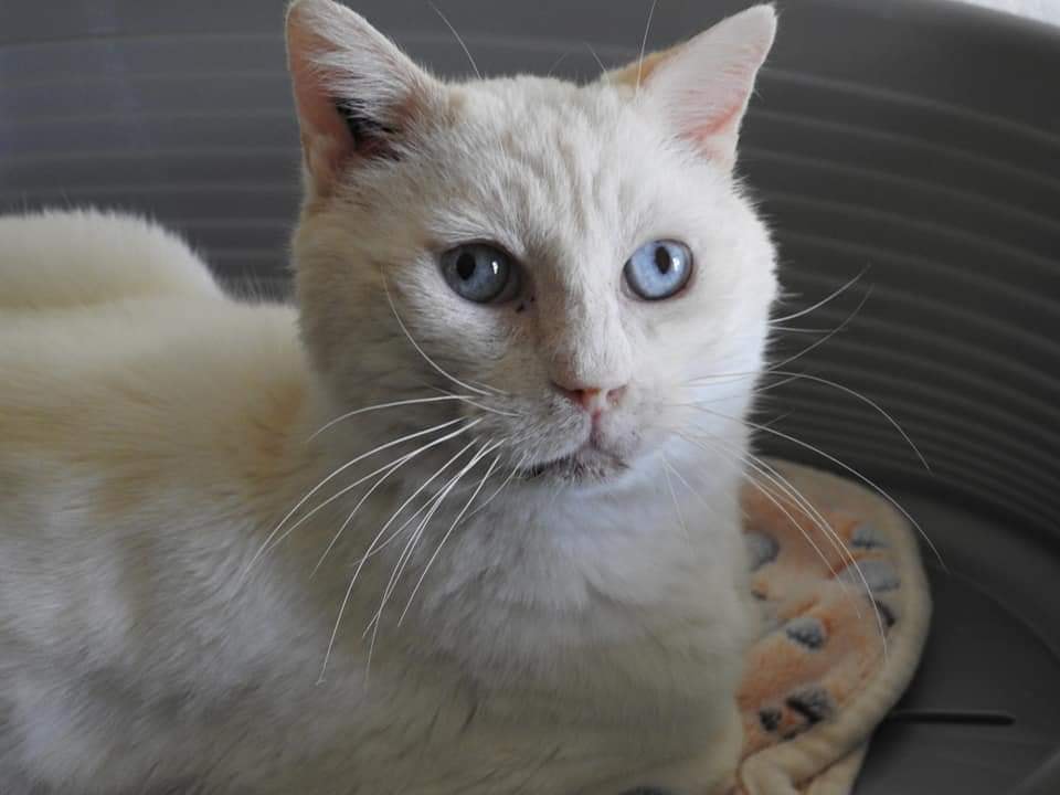 LILOU