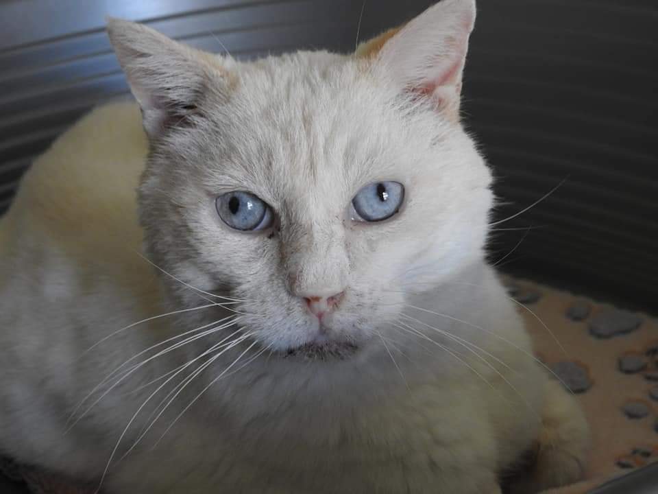 LILOU3