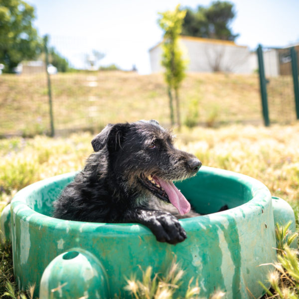 10 bonnes raisons d’adopter à la SCPA