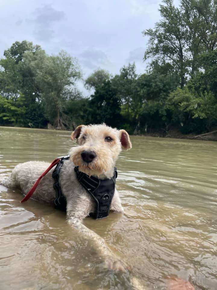 MILOU - fox terrier 11 ans  (5 ans de refuge)- Spa de Carcassonne (11) 224798304_4392137704162541_3351615061738519532_n-Copie