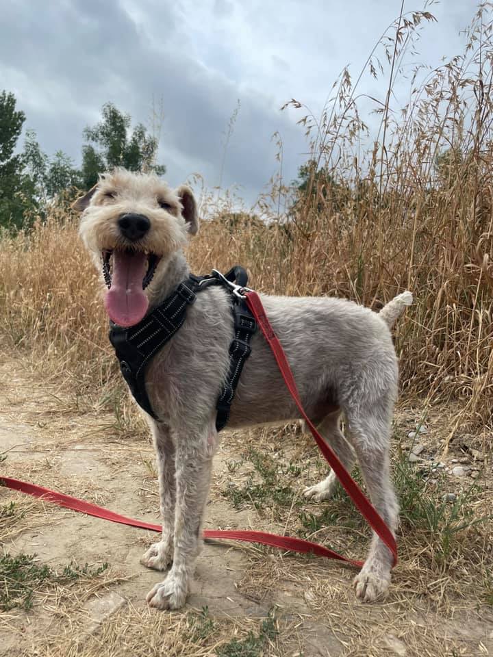 MILOU - fox terrier 11 ans  (5 ans de refuge)- Spa de Carcassonne (11) 225603696_4392137857495859_3168709874347494960_n-Copie