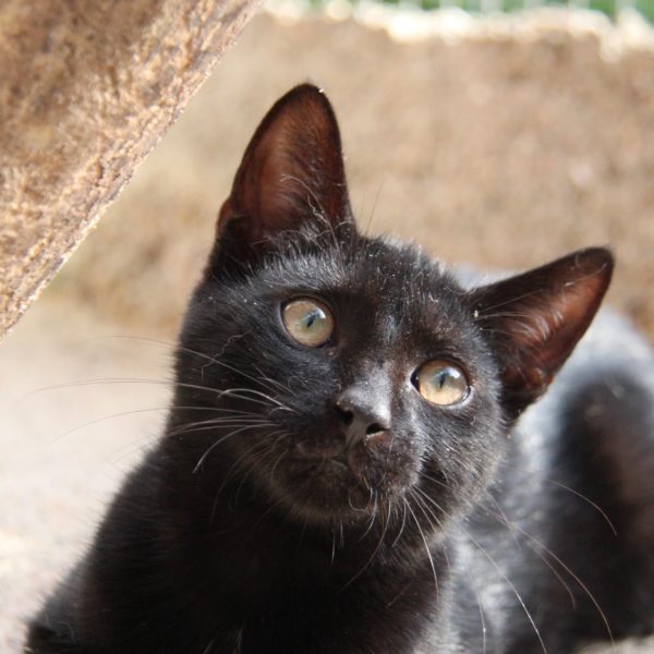 Halloween : Et si vous adoptiez …un chat noir ?