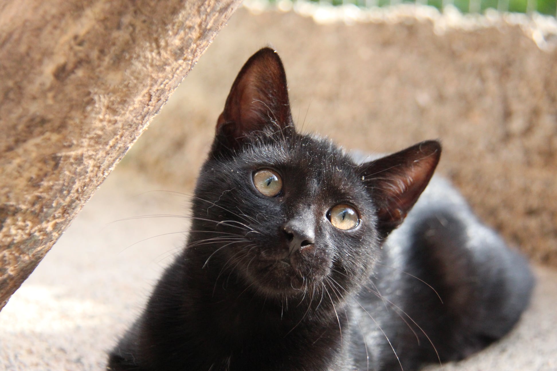 Lire la suite à propos de l’article Halloween : Et si vous adoptiez …un chat noir ?
