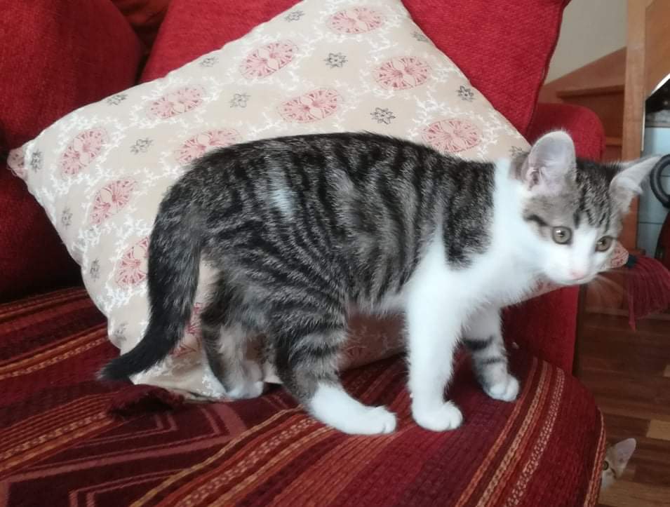TARA