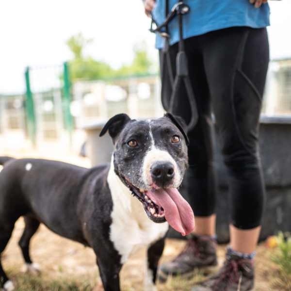 Vous ne pouvez pas adopter mais vous souhaitez aider un animal ? Parrainez-le !