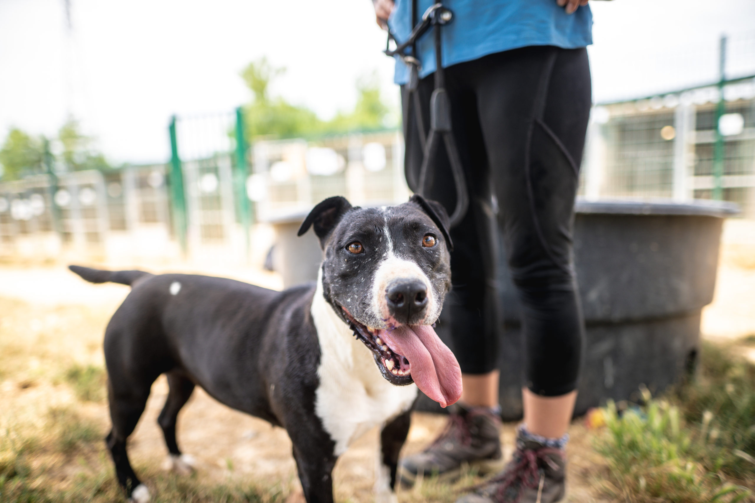 Lire la suite à propos de l’article Vous ne pouvez pas adopter mais vous souhaitez aider un animal ? Parrainez-le !