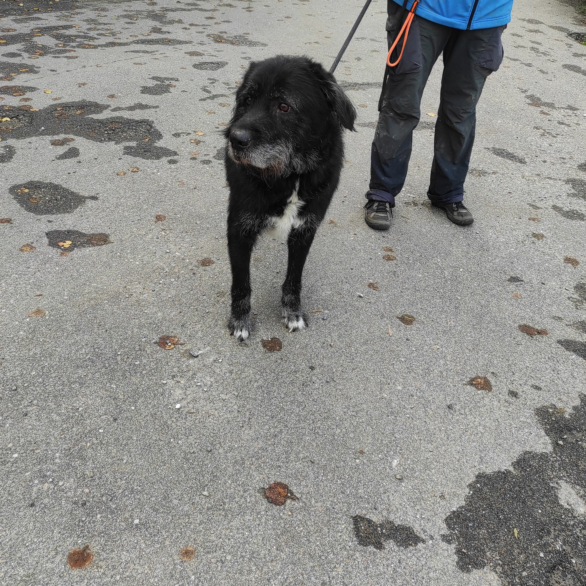 IDEFIX2