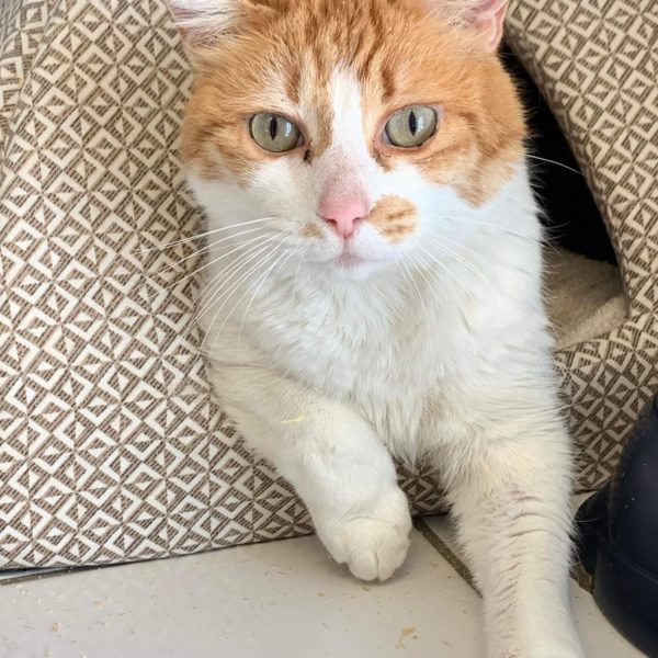 Byxie