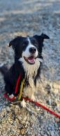 Phoenix, chien à l’adoption à la SCPA de Carcassonne