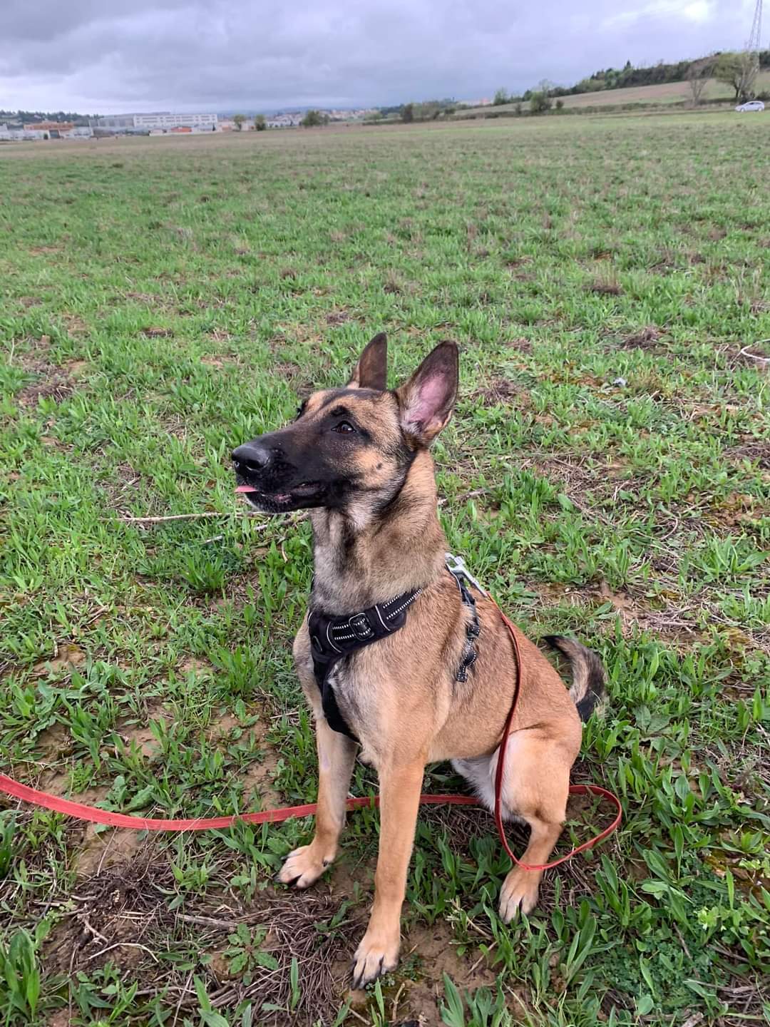 malinoisscpa