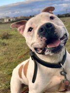 Yson, chien à l’adoption à la SCPA de Carcassonne
