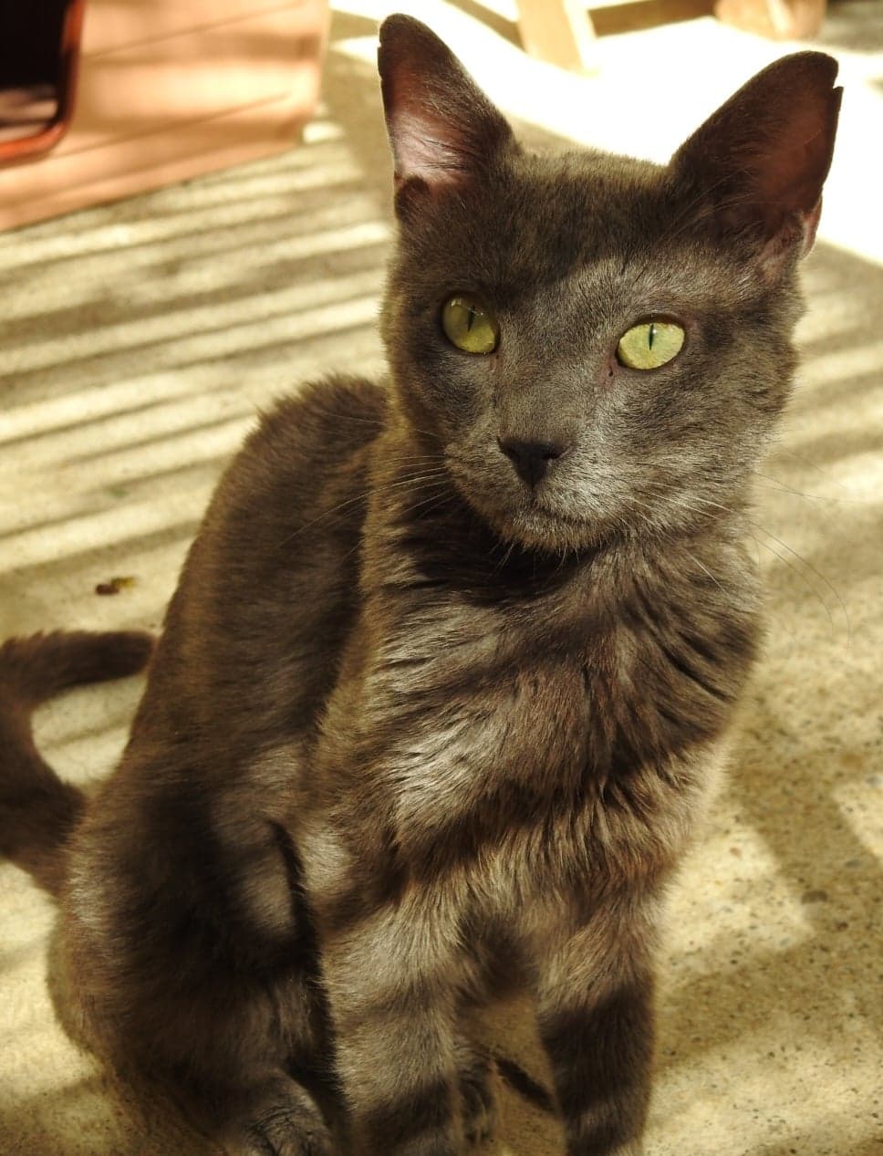 pedro4