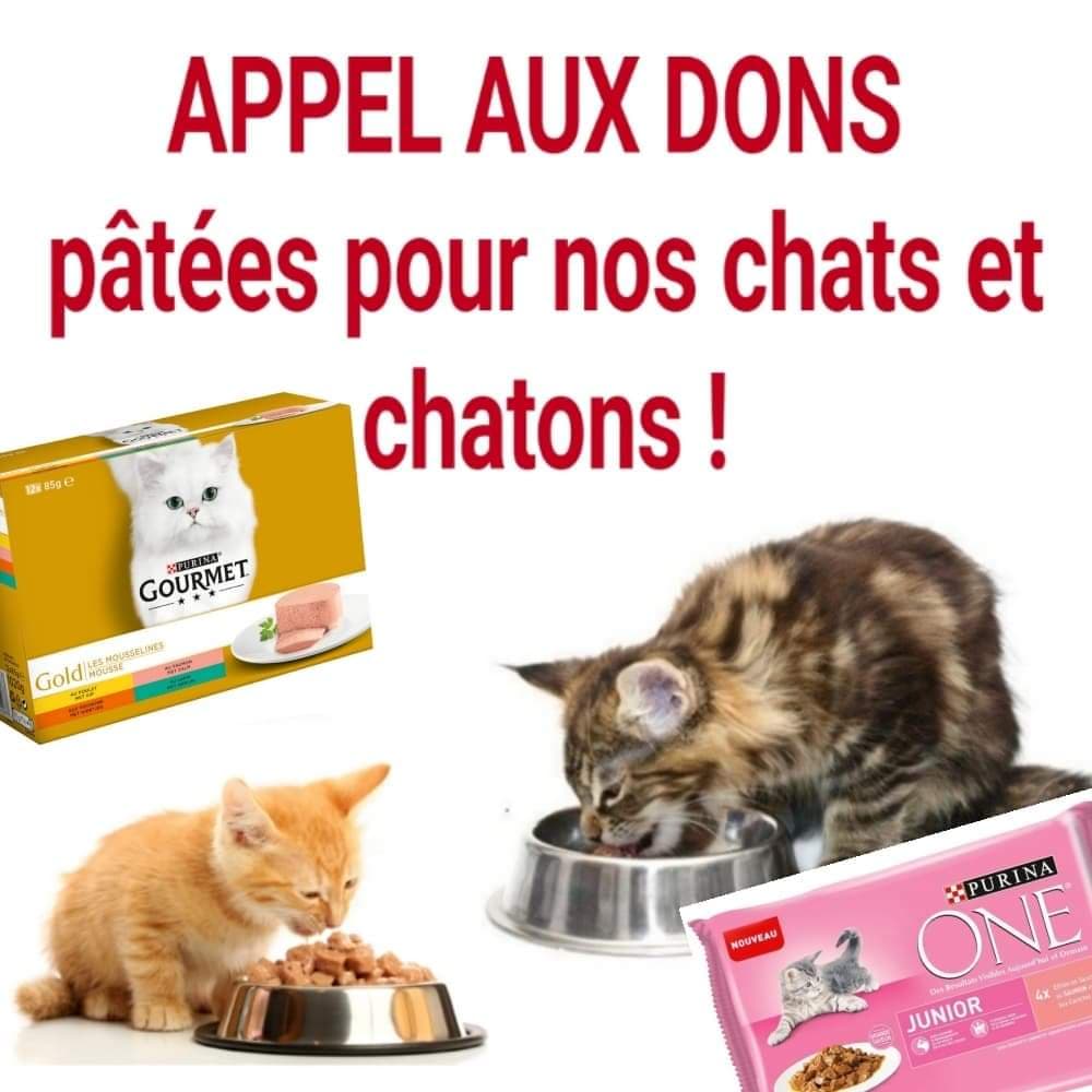 Lire la suite à propos de l’article Nous avons besoin de pâtées pour nos chats!