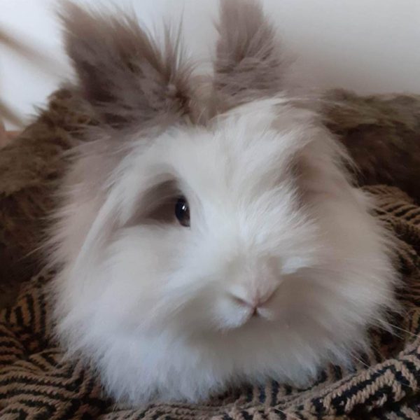 Kuma, la lapine à l’adoption!!