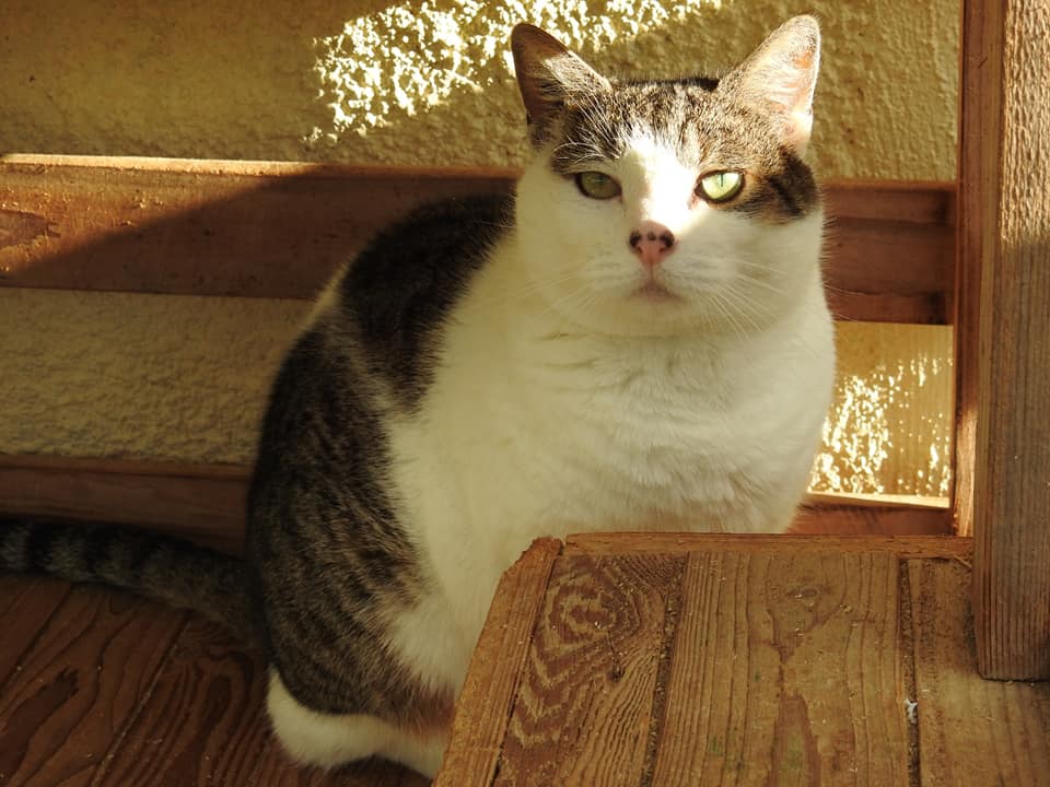 mia
