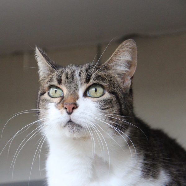 Minette