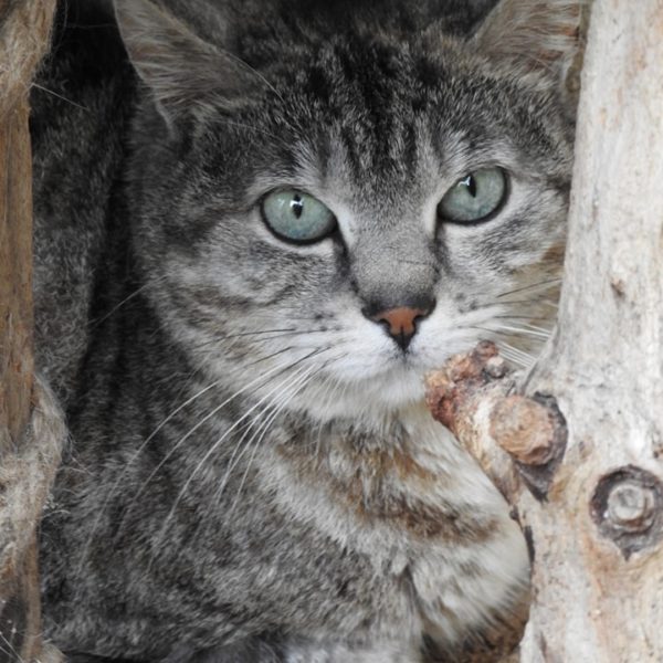 Pâquerette