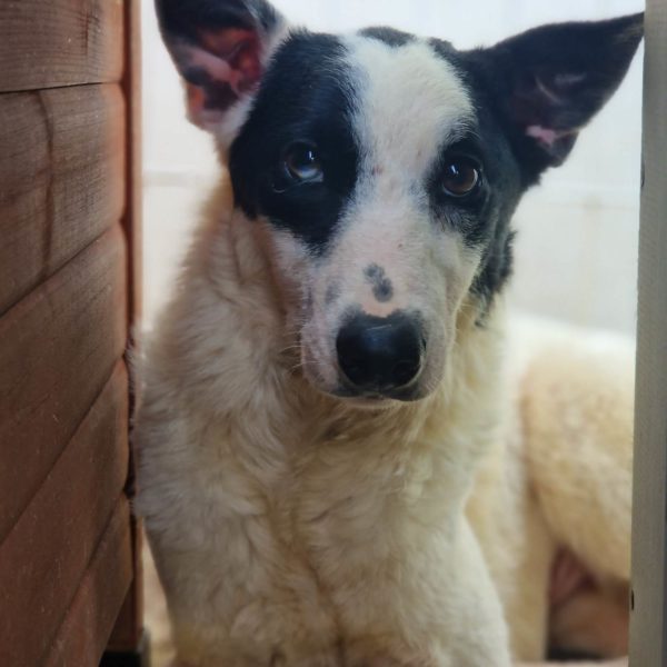 Esmeralda