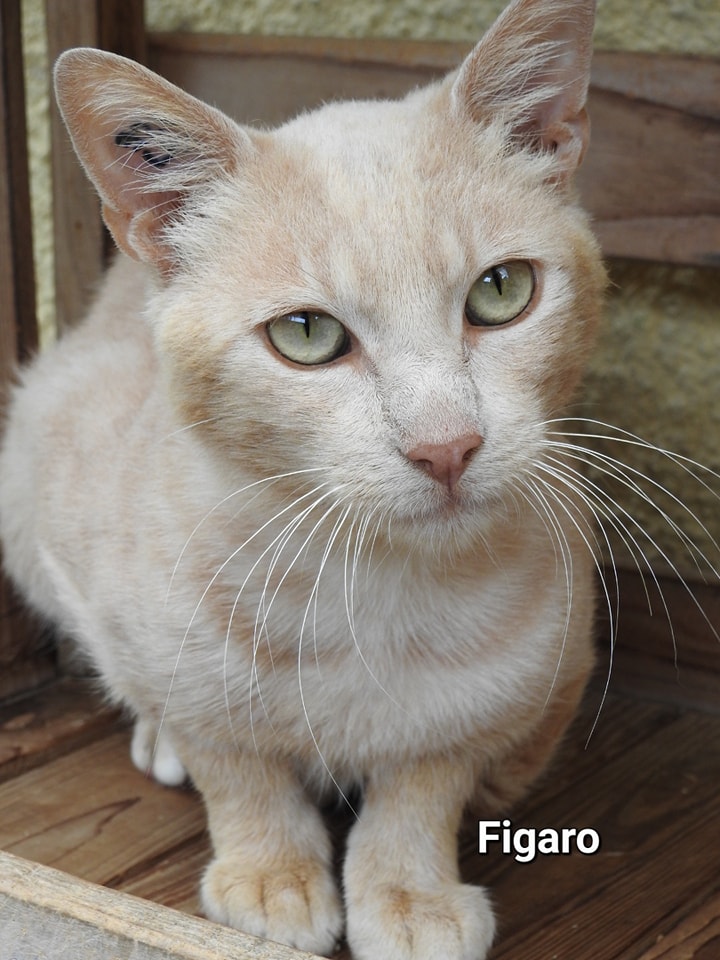 fi