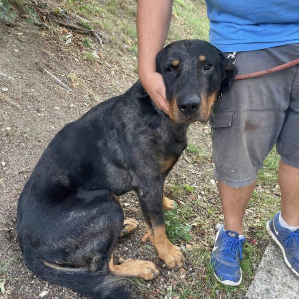 Fourrière X Beauceron trouvé à Conques