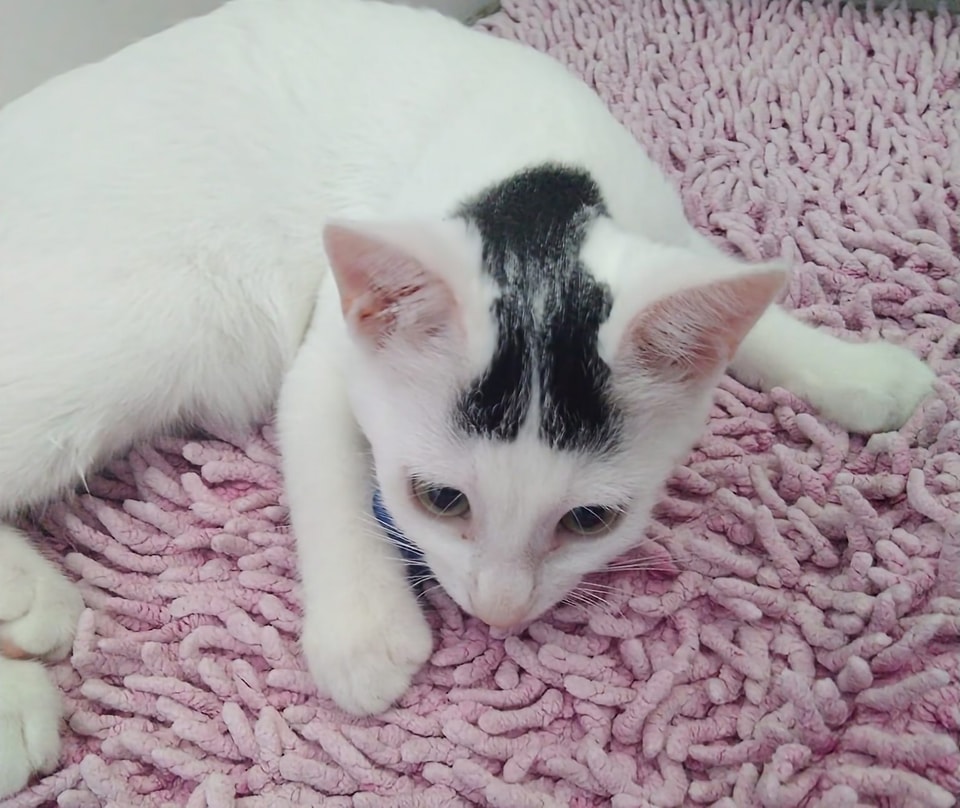 kitt