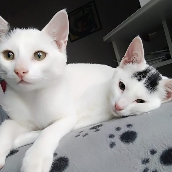Alex et Kitty