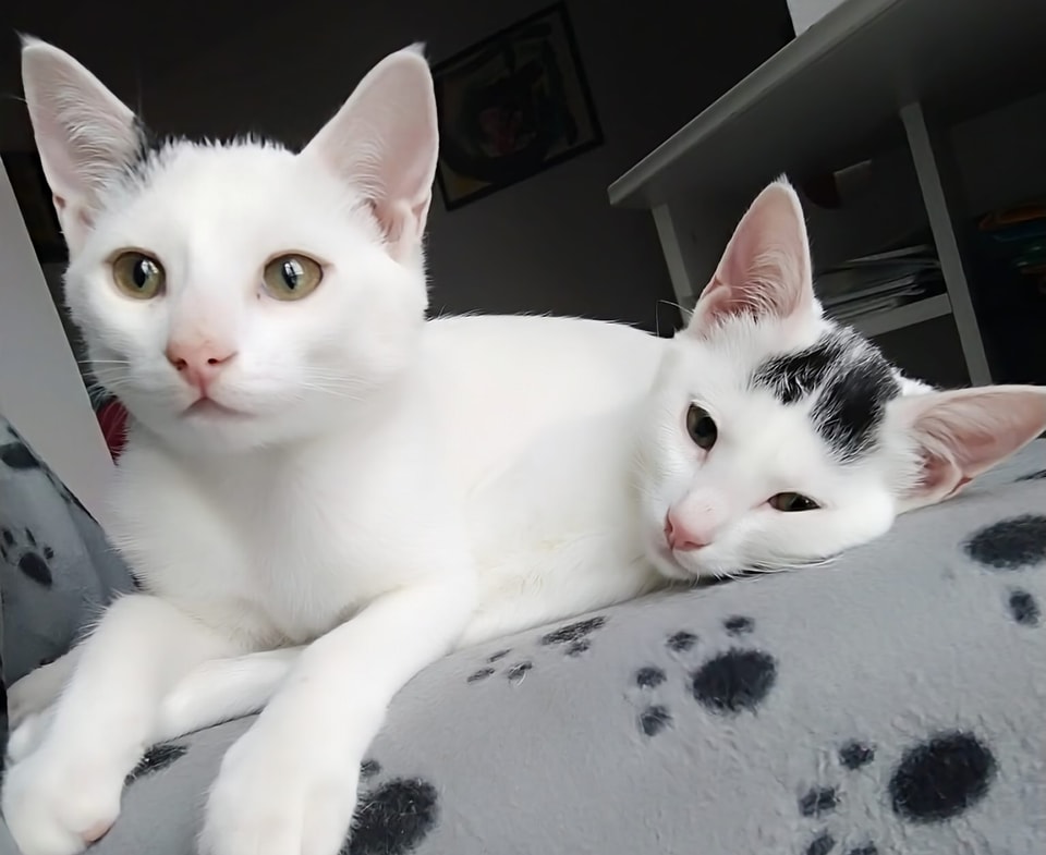 kitty