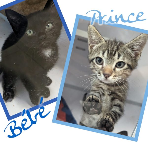 Prince et Bébé