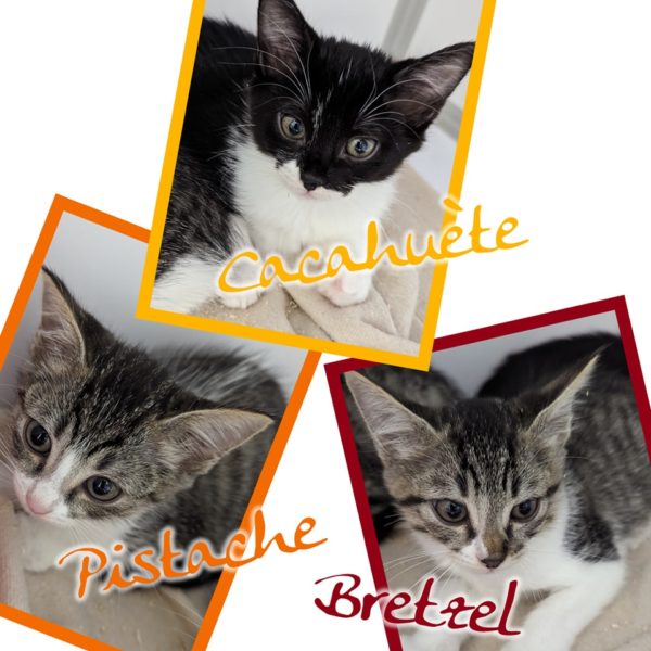 Cacahuète – Pistache (adopté) et Bretzel (adopté)