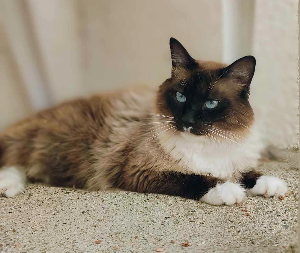 ROMEO2