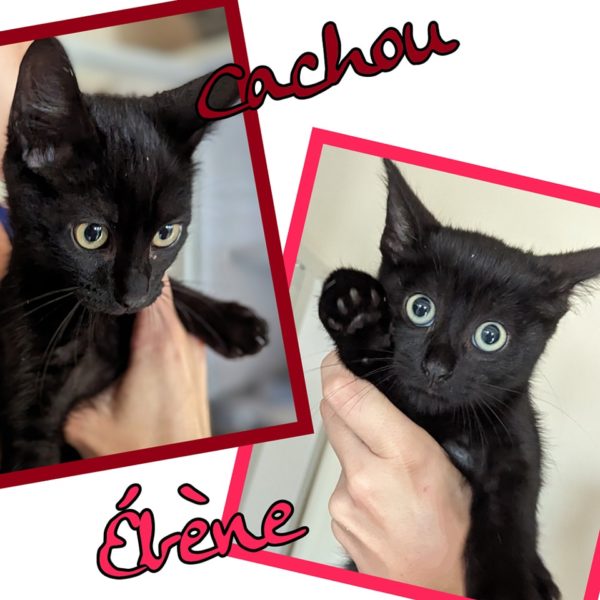 Ebène (adopté) et Cachou