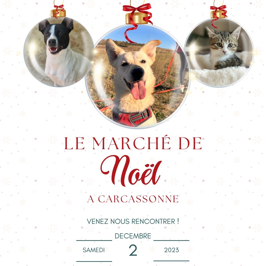 Lire la suite à propos de l’article Le marché de Noel