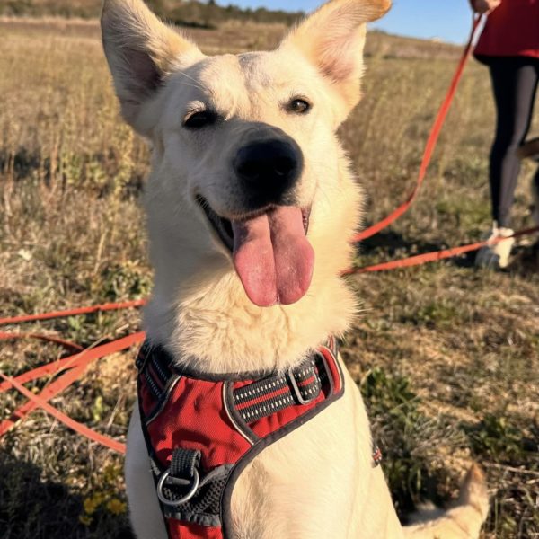 Nalla