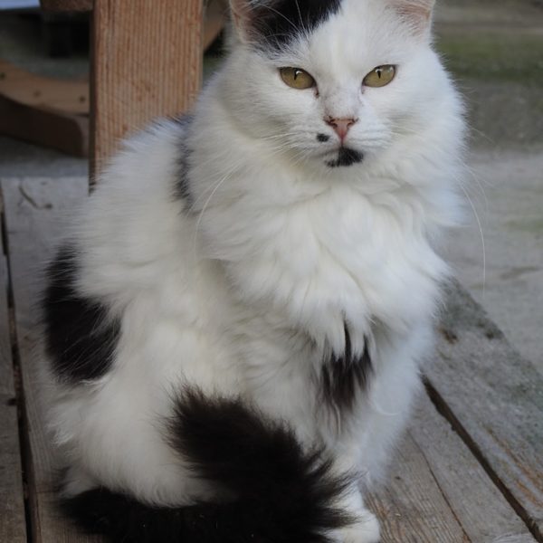 Socrate