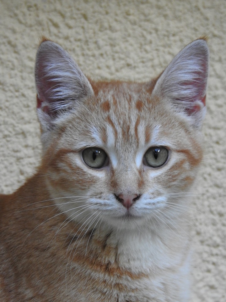 capu