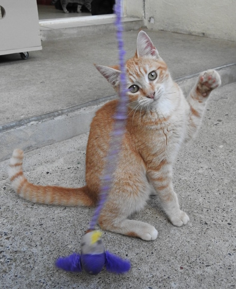 capu3