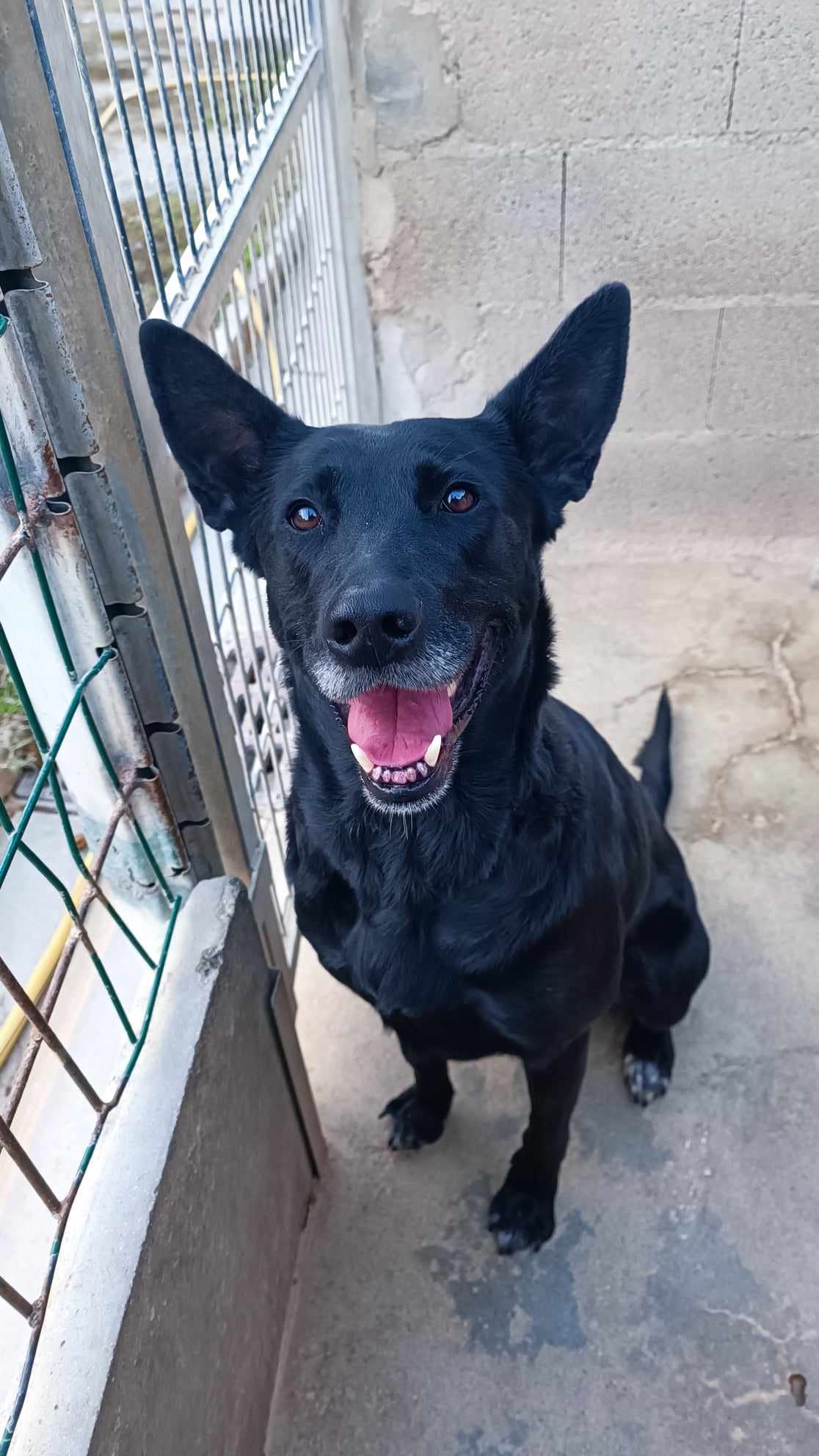 kali