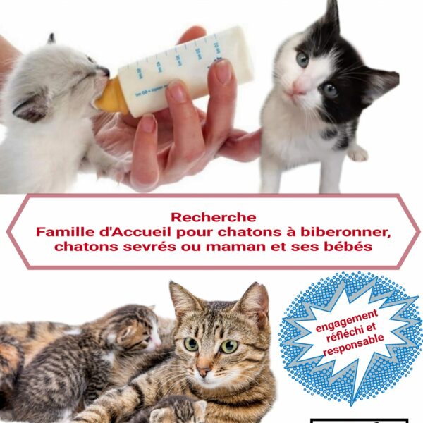 Recherche familles d’accueil pour chatons ou chiots avec ou sans maman