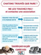 Chatons trouvés, que faire ?, chat en fourrière à la SCPA de Carcassonne