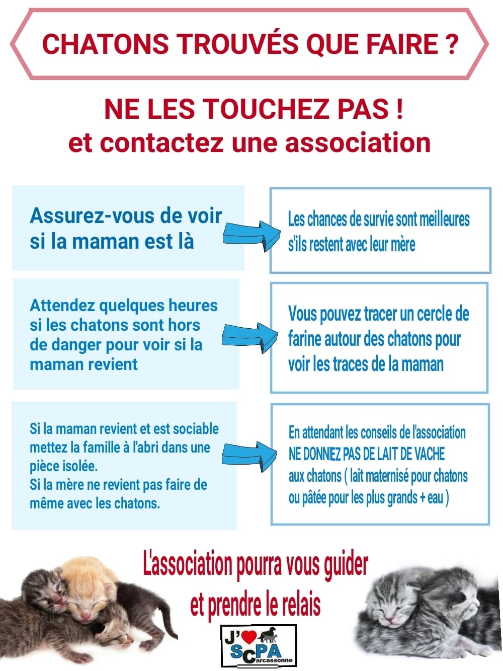 Lire la suite à propos de l’article Chatons trouvés, que faire ?