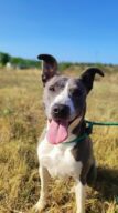 Susu, chien à l’adoption à la SCPA de Carcassonne