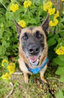Osiris, chien à l’adoption à la SCPA de Carcassonne