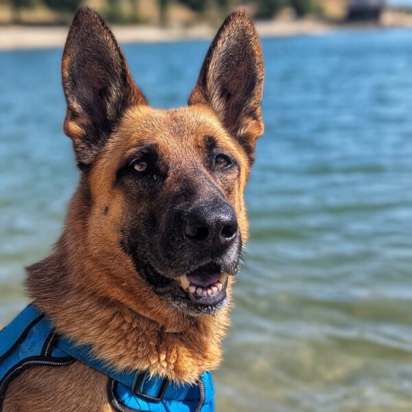 Maya