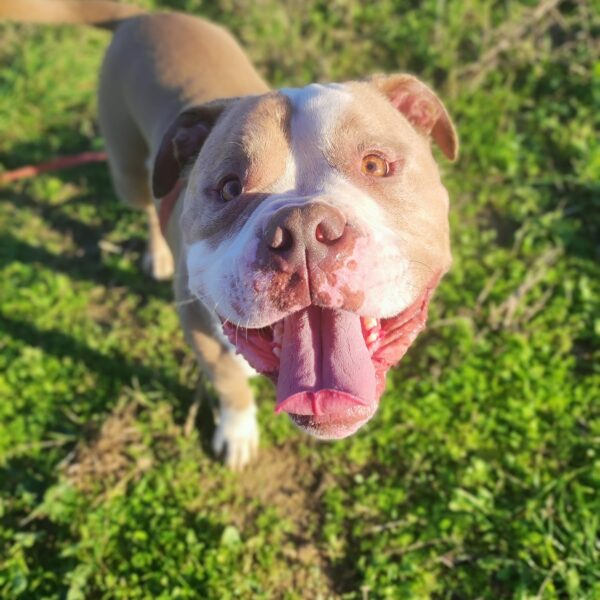 Oslo American bully