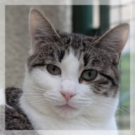 Twist, chat à l’adoption à la SCPA de Carcassonne